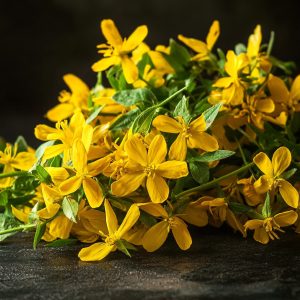 Třezalka tečkovaná (Hypericum perforatum)