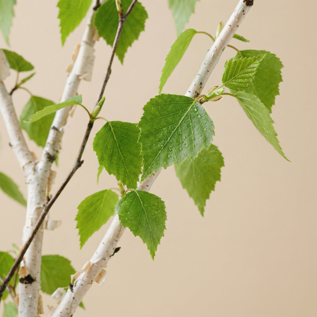 Extrakt z bílého břízy - 200 mg