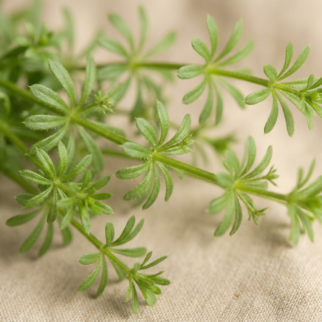 Extrakt z lopuchu - 200 mg