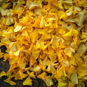 Měsíček / Calendula